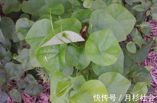 咳嗽|头痛感冒痰多咳嗽，用此种野草药煎水喝，可以清肺化痰活血止痛