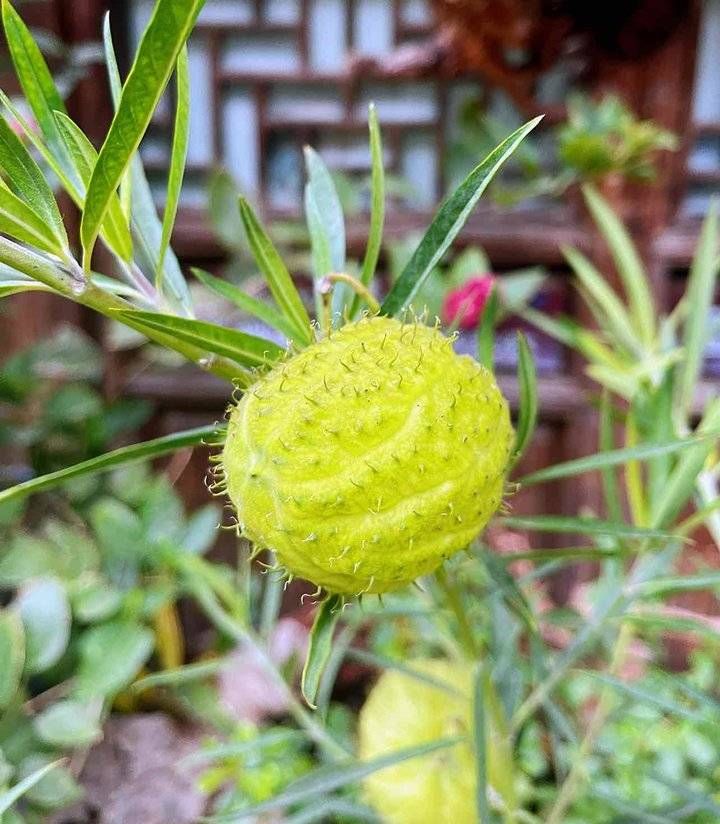 气球果|钉头果，又名气球果