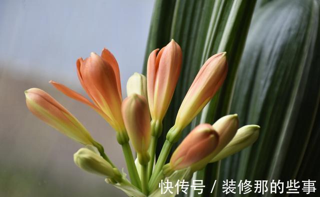休眠期|夏季养殖君子兰,环境不同,浇水方式不一样,可别做错了