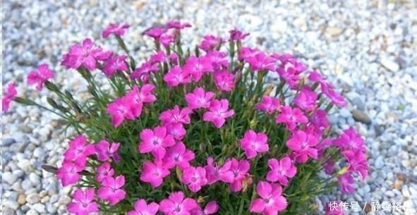 种植|这花一年可开花300天，盆栽或庭院花坛均可种植，耐热又耐寒