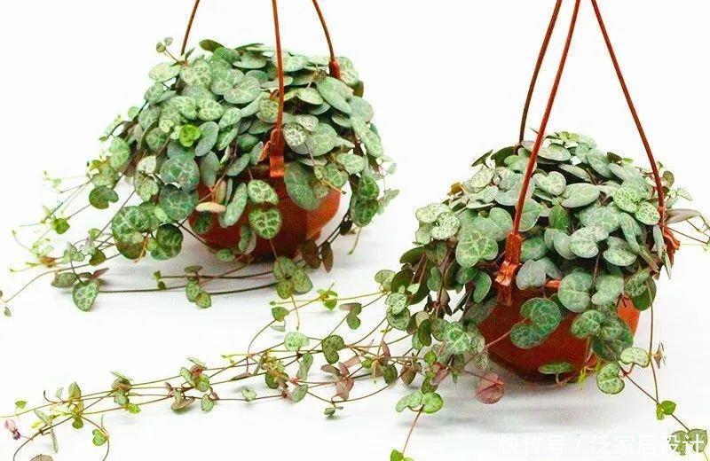 花眼|多肉吊兰样式多到你挑花眼,颜色状态是各不相同,看看你认识几个