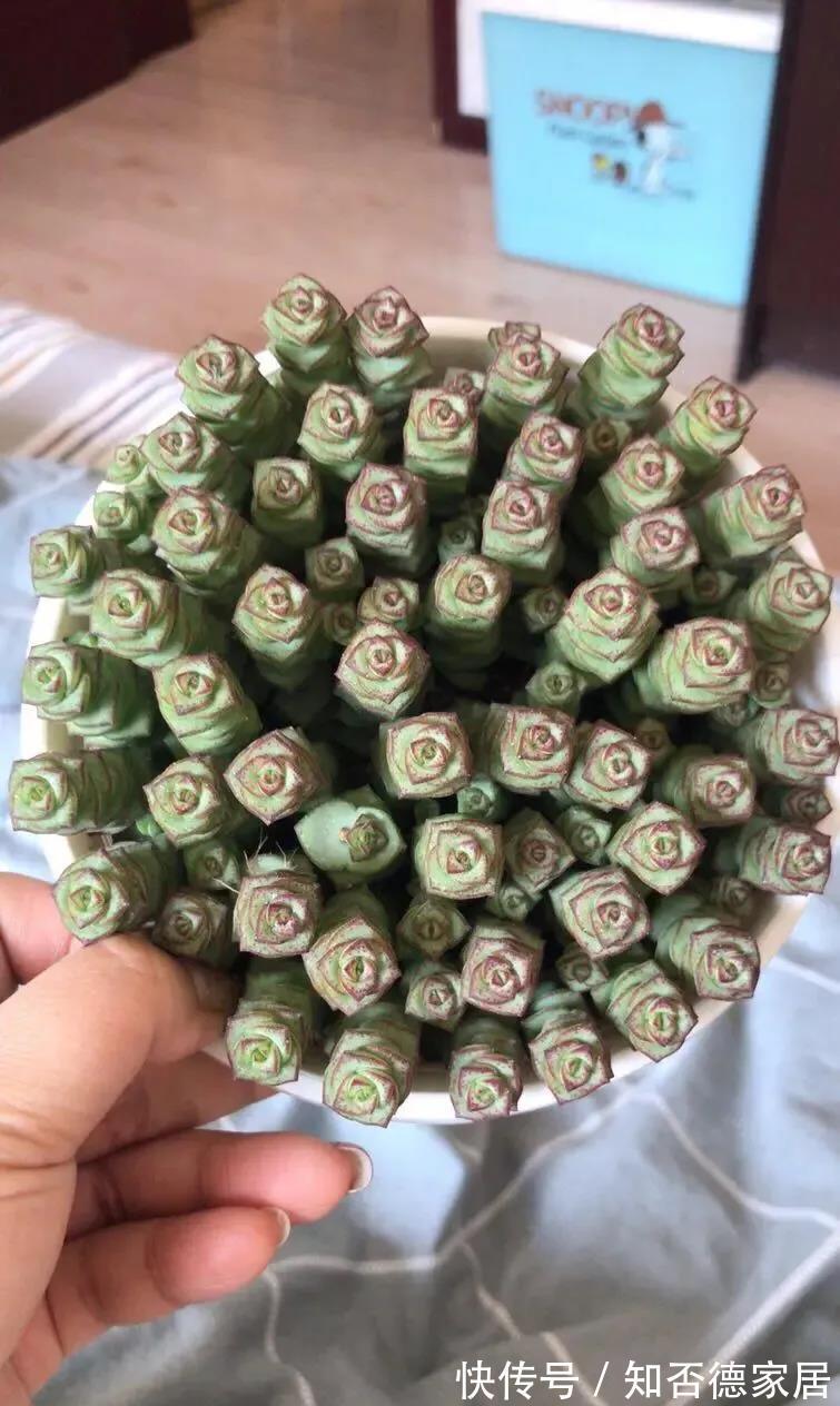 介壳虫|多肉出现病虫害，别只是傻傻地喷药，用上一招，事半功倍