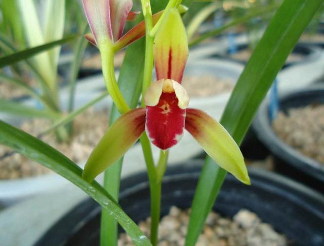 性价比最高的兰花,花色鲜红如鸡血,花香浓郁如香水,比绿萝好养