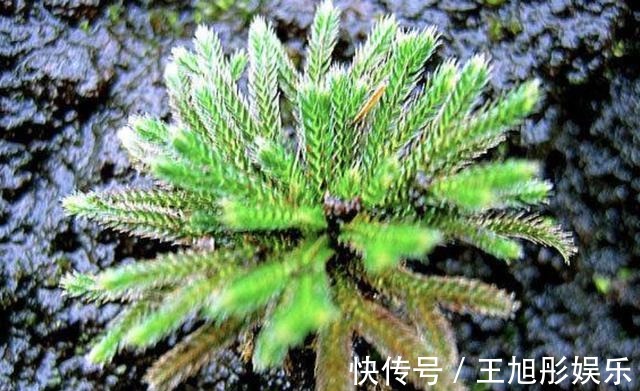 卷柏|石缝里看到“它”,别去踩,挖2棵种花盆上,1年成“盆景”,美!