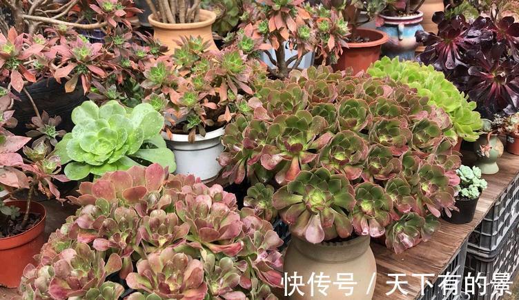 多肉植株|室内养多肉，淋雨后该怎么处理？分情况