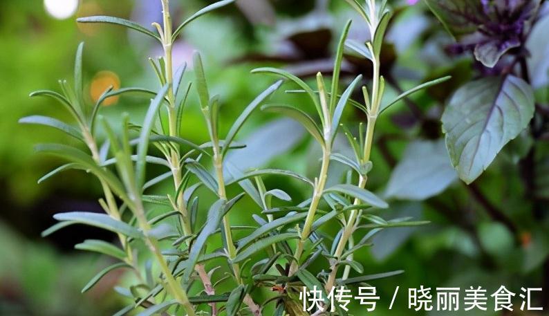 这三种情况下,说明植物需倒盆了