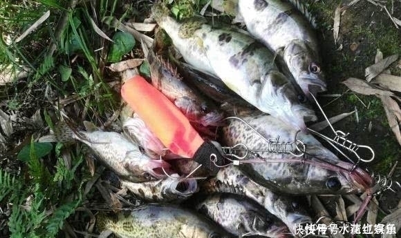 男子|长江该禁止钓鱼男子长江“疯钓”野生鳜鱼，引网友骂战