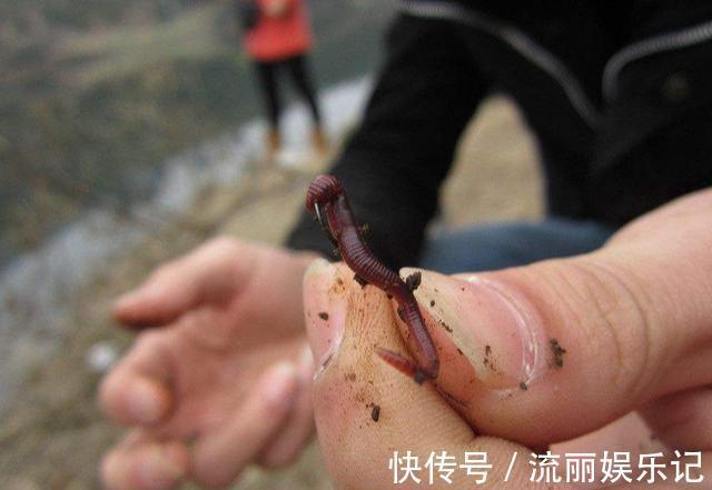 加工|蚯蚓钓鱼这样加工,诱钓效果起码翻一倍