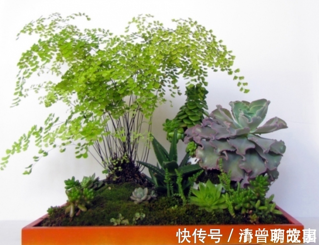 盆栽|5种不起眼的“小草”,挖回来做成盆景,越看越漂亮