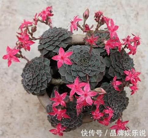 少有人养的冷门多肉，没想到还是个“花仙子”，开花如此惊艳！