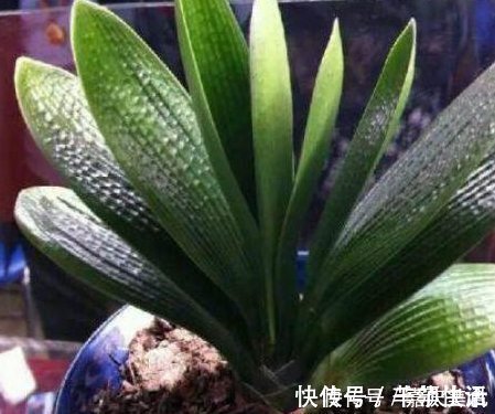 养君子兰根本不要经验,只需在盆里倒入“2粒药”,年年都开花