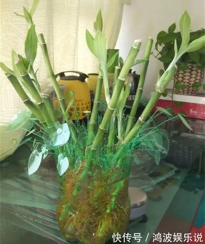 富贵竹|雪碧瓶别丢了,剪个口子拿来养花,一点不比买得花盆差!