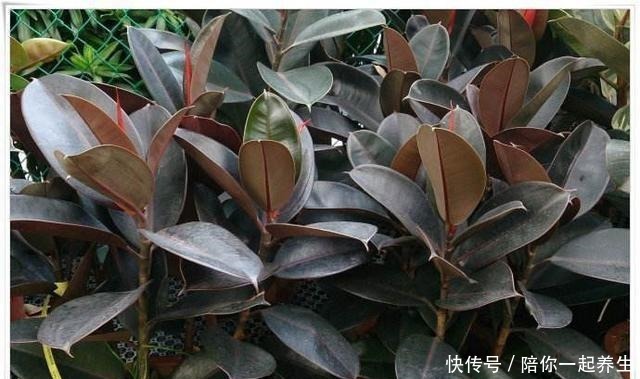 橡皮树长得那么慢,叶片开始没光泽,它爱吃的“零食”你喂了吗!