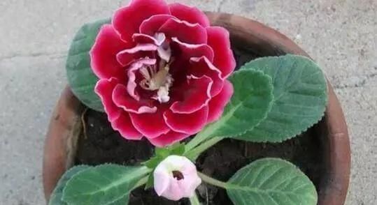 吊兰|这2种花,碰掉个叶子掉盆里,自己长1盆,比绿萝吊兰好养100倍