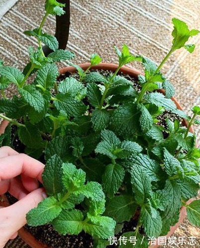 异味|卫生间“臭臭的”养以下4种能去异味的盆栽,轻松解决