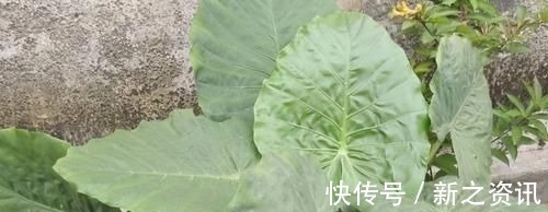 蟹味菇|会吃的人最长寿,3种食物离不开,滋补身体,增强体质!