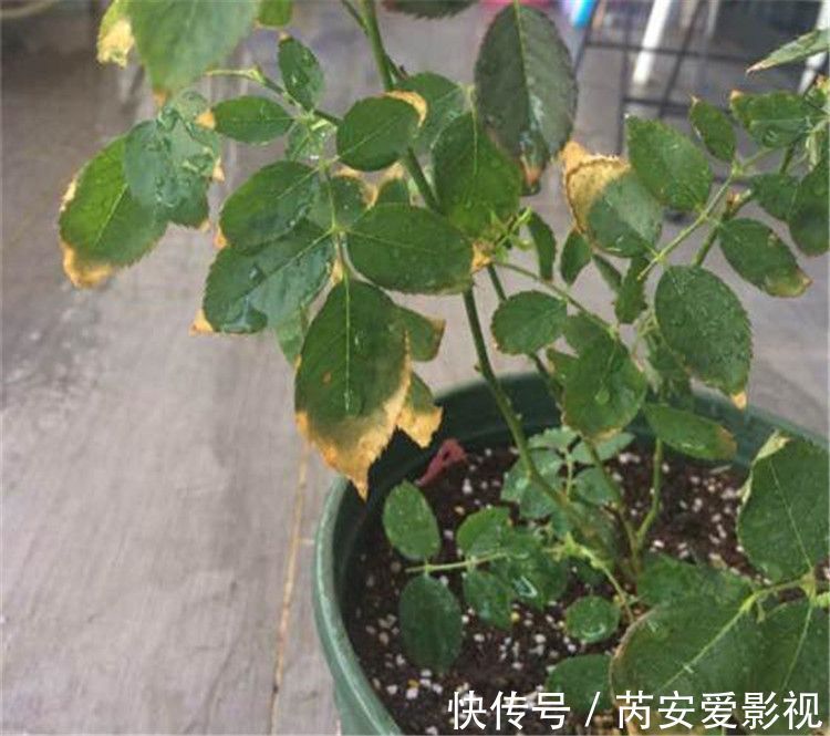 阳台上|5个位置，不能养花，养一盆死一盆，看看你中招没有