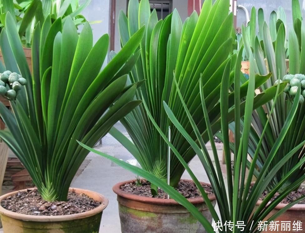 君子兰迟迟不开花,原因不外乎3点,改正后开花不断