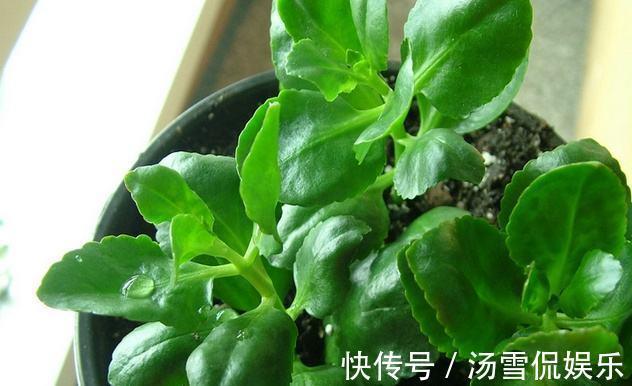 加点肥|长寿花“睡醒了”,修剪打理一番,加点肥就窜花苞,年前正好开花