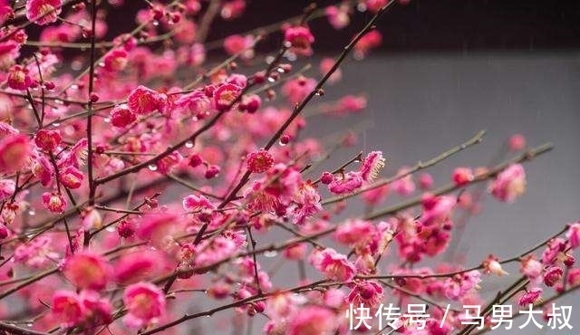 英意&诗词欣赏/七绝.梅韵其三(附悬联并求对)