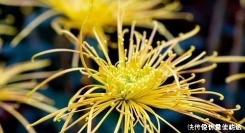 山楂和它是天生的一對,排出多年宿便,減掉大肚腩