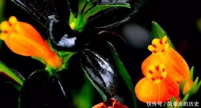 金鱼吊兰一年四季这样养,冬天保证开花爆满盆,满满一盆小金鱼!