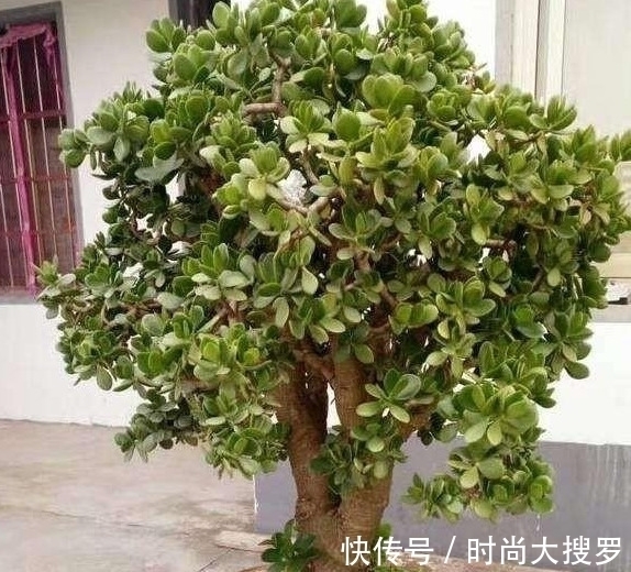 养长寿花,用这法,1年就能成老桩,开满五色花,独特又吉祥