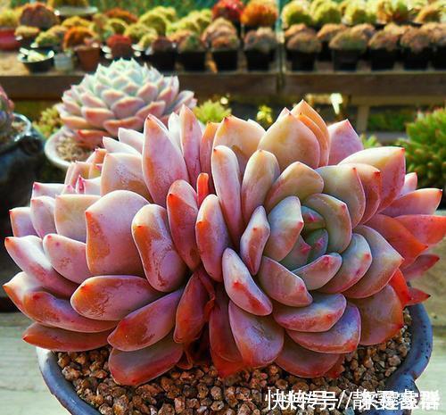 托盘|夏天给多肉植物浇水,1个方法,安全度夏,根系长得壮
