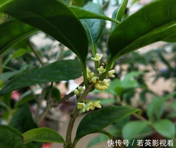 想让家里常年飘香,就养殖3种花卉,管理简单、易爆盆