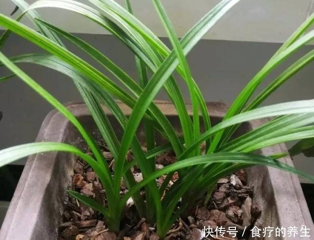 花肥|教你自制2种“磷肥”,给兰花用上,促花又促芽,长势旺!