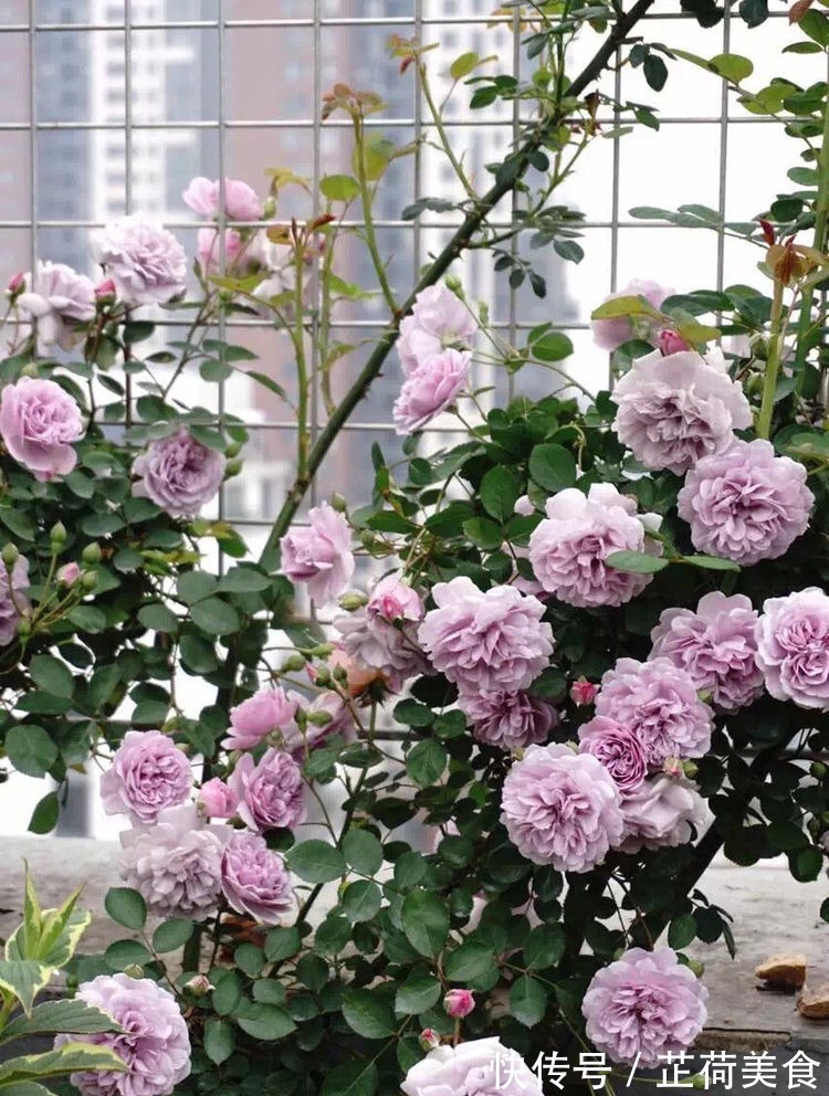 花期最长的藤本植物，一年四季开花，漂亮又好养，阳台也能种