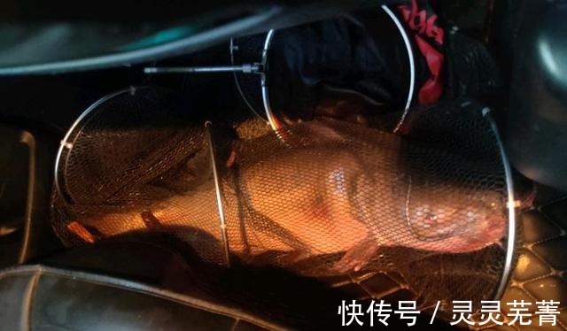 男子|郑州男子钓获“巨型黄辣丁”,1米多长,网友一锅炖不下!