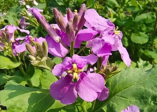 诸葛菜（二月兰）——紫色花海醉美绽放，赏花识花二不误