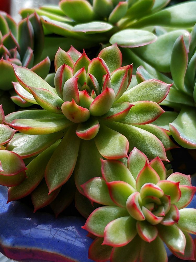 成长|与多肉一起走过的日子,见证多肉的成长过程!