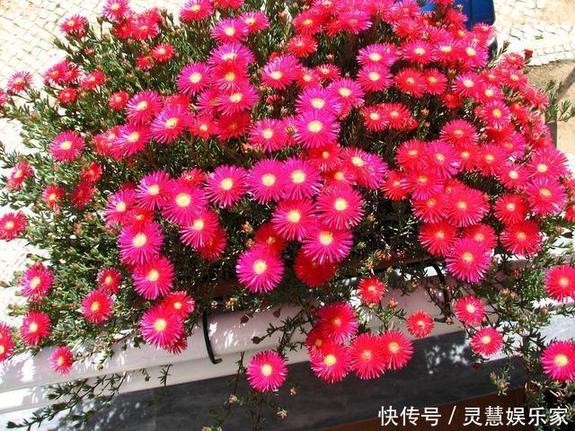 盆栽|此花比太阳花还好养，花色很漂亮，爆盆容易，值得入手