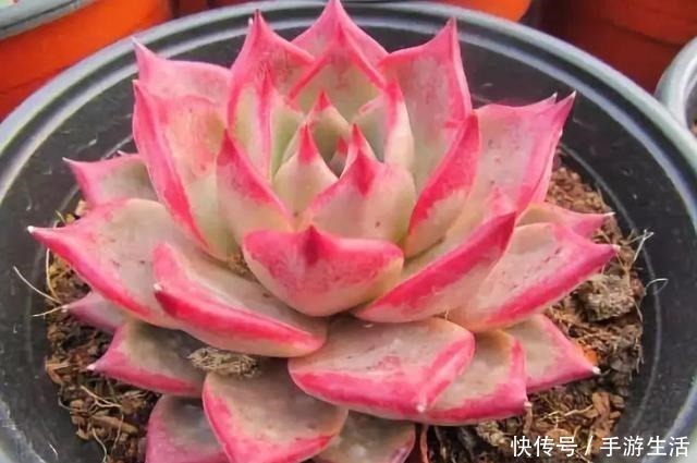 多肉植物|这5种多肉很难养,新手不敢碰,老手很小心,看看你家有没有!