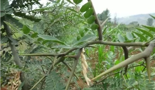 安徽中草药|一根皂角刺,治病大功效!4种妙用法,4大疾病,百治百效!
