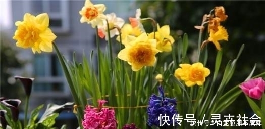 她用一斤花生壳把花养爆盆,四季油绿,花开不停,邻居看了都羡慕