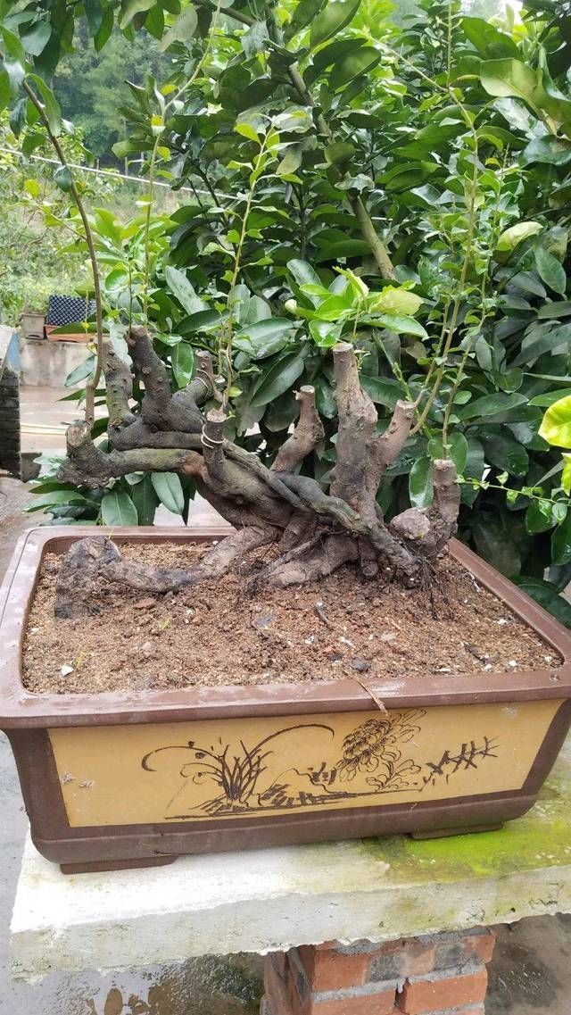 一本丛林金弹子盆景长得好慢,好久才能成型,玩盆景就该有耐心