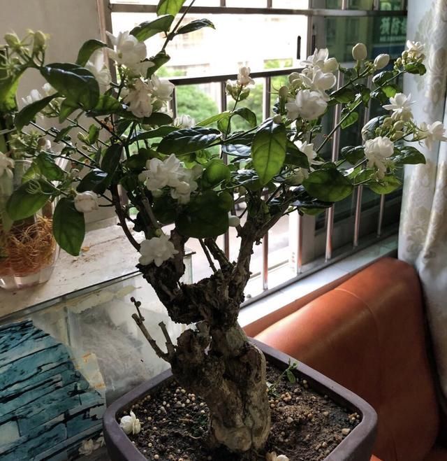 夏季|老桩茉莉开花更有“韵味”,学会4招,你也能养出老桩