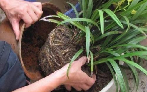 养花|养花换盆该做些什么?不懂就这么办,保植物远离危险!