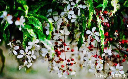 冬春养花选它，好养护颜值高，仙气飘飘，适合新手！