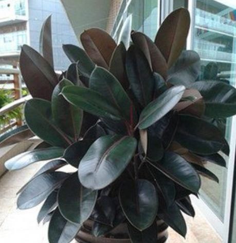 有钱人都养4种花,招财纳福带好运,净化空气,还有助于睡眠