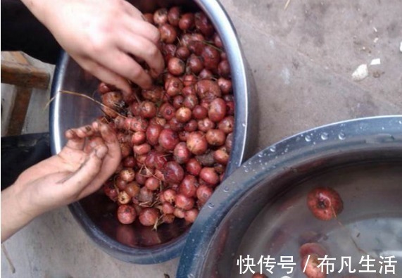成熟时|以前农村不起眼的这种野果，现已大量种植，80元一斤还在涨