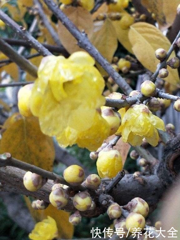  腊梅花的时|冬天养盆腊梅花，从冬一直开到春，香味扑鼻