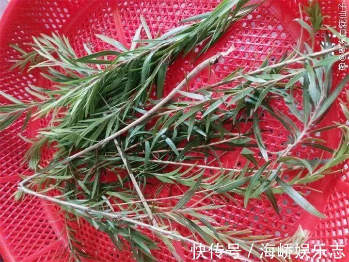柳枝|它是天然“生根剂”，给花浇一点，根系壮猛发芽！