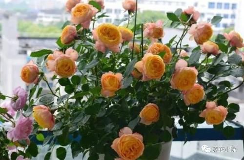 家里没有阳光,不要去养3种花,养了也不开花