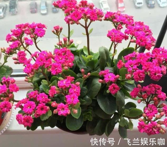 叶片|养花,不懂得规避这9个误区,难怪盆栽一直饱受摧残