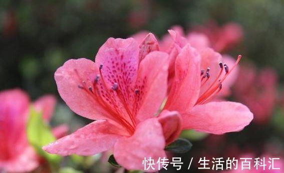 沙漠玫瑰|农历7月27日开始,养花养个耐看的,幽香暗淡,扦插一根枝条就活