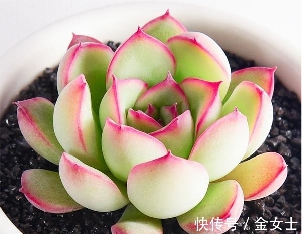 擦亮眼睛,别被“花贩骗子”蒙蔽,轻易入手这4款植物